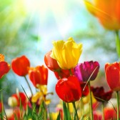 shutterstock_24206422[1] tulpen