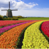 bloem2.png