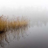 Waterafbeelding met riet.jpg